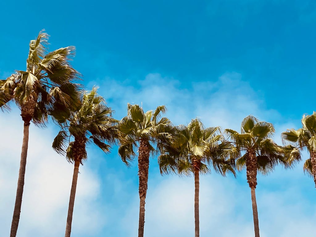 Tall palm trees under a bright blue sky in Los Angeles, capturing a tropical vibe.